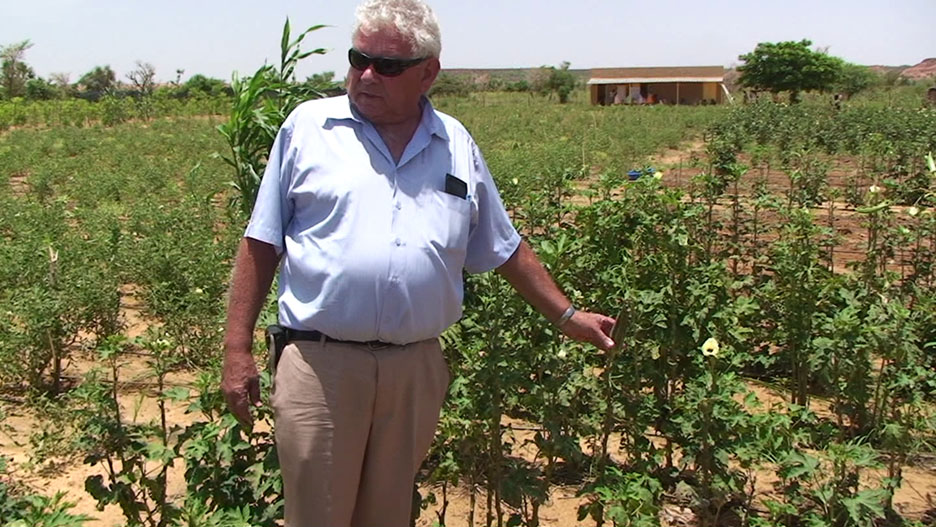 Professor Dov Pasternak with his African Market Garden, okra