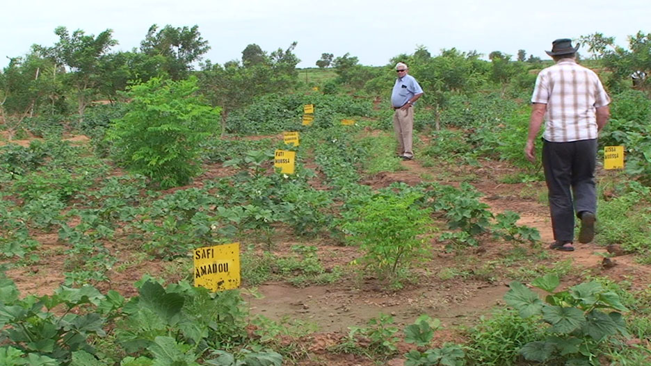 reclaimed land for vegetables