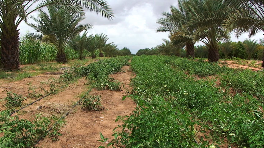 International Crops Research Institute for the Semi-Arid Tropics garden