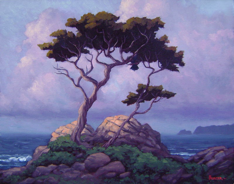 Monterey Cypress at Dawn