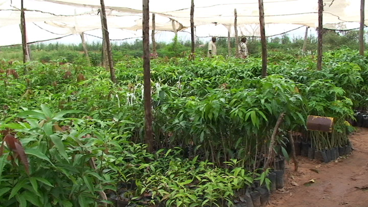 mango trees in the nursery at Sabore, near ICRISAT
